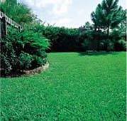 Lush Green Property Cared By Lawn And Tree Care Company In Edmond, OK